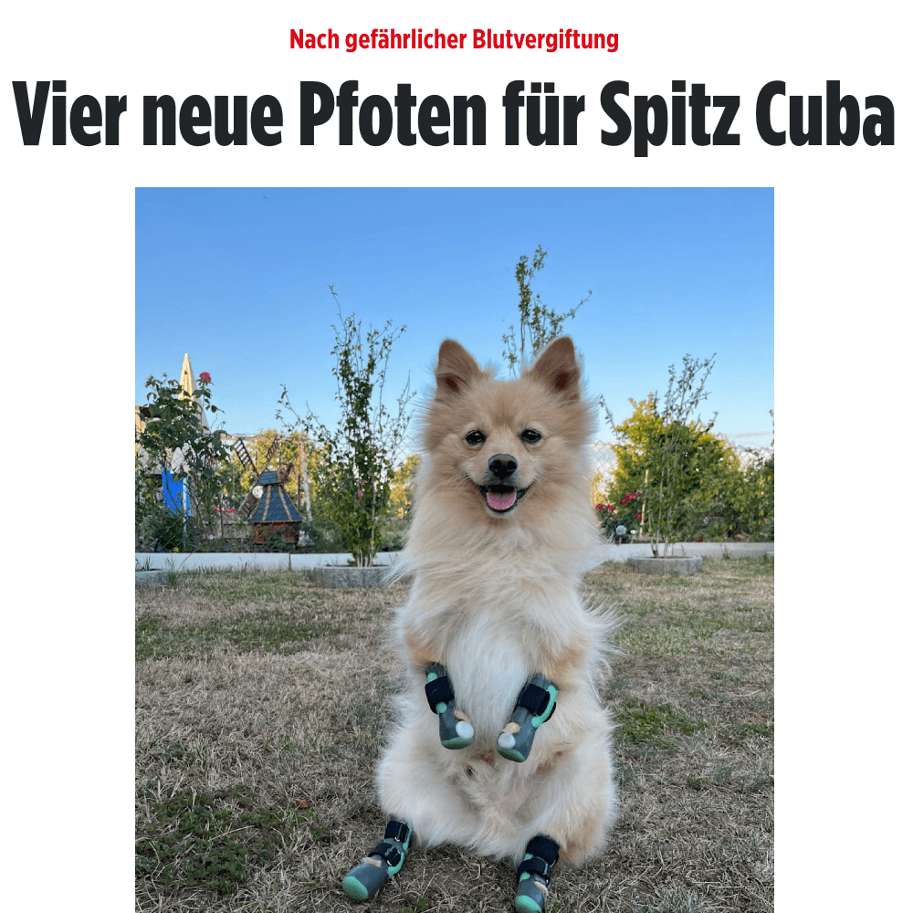 Bild: Vier neue Pfoten für Spitz Cuba